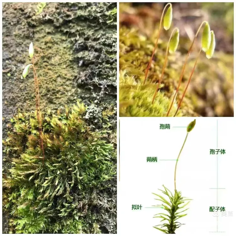 接着,我们又一起探索了苔藓的结构和种类,同学们对它顶端的"小豆芽"